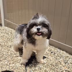 Reunited Unknown Dog last seen South Euclid Police Department , South Euclid, OH 44124