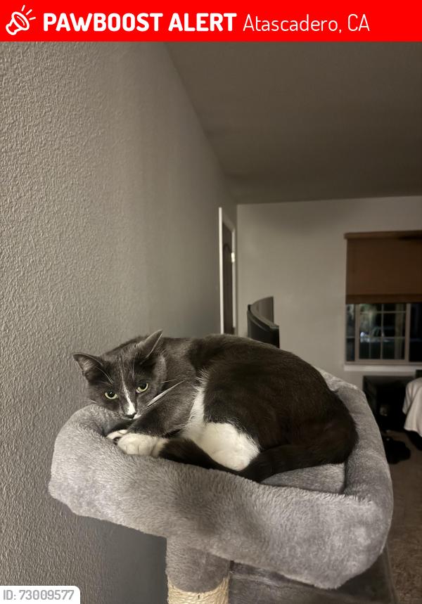 Lost Male Cat last seen San Diego way , Atascadero, CA 93422