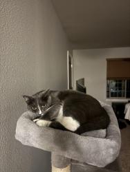 Lost Male Cat last seen San Diego way , Atascadero, CA 93422