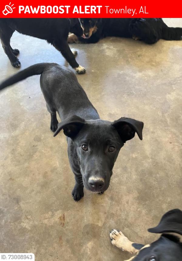 Lost Female Dog last seen King chapel Steadman cemetery, Townley, AL 35587
