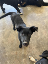 Lost Female Dog last seen King chapel Steadman cemetery, Townley, AL 35587