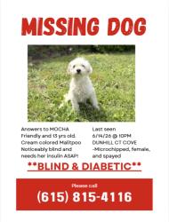 Lost Female Dog last seen Dunhill court cove , La Vergne, TN 37086