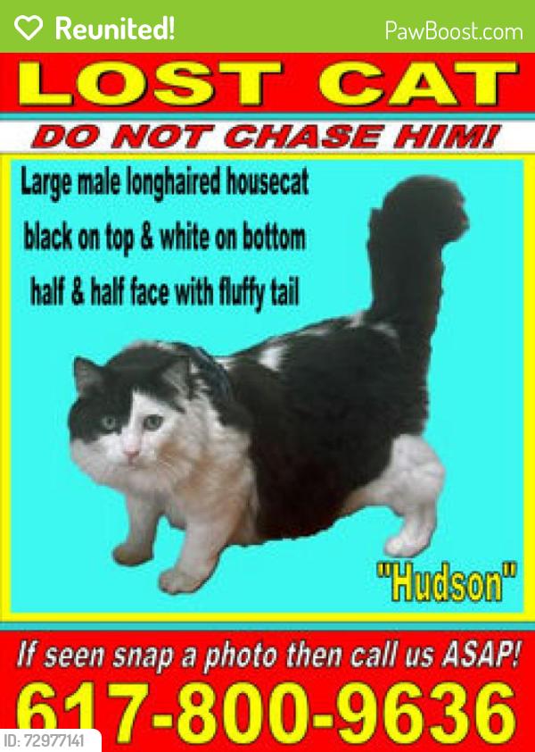 Reunited Male Cat last seen Escaped near Elm and Hampshire plaza; last seen running over the fence behind 303 Columbia St, Cambridge, MA 02141