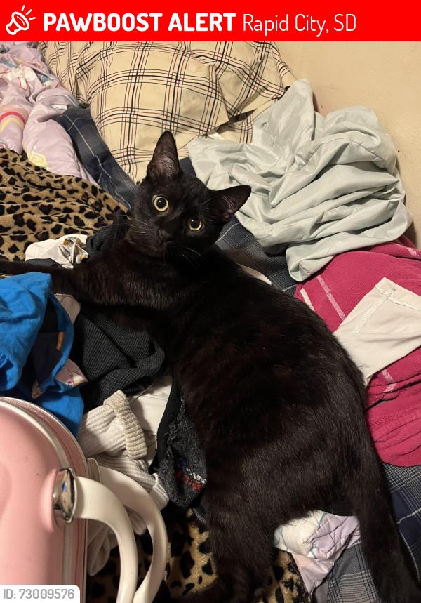 Lost Male Cat last seen South middleschool , Rapid City, SD 57701