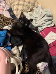 Lost Male Cat last seen South middleschool, Rapid City, SD 57701