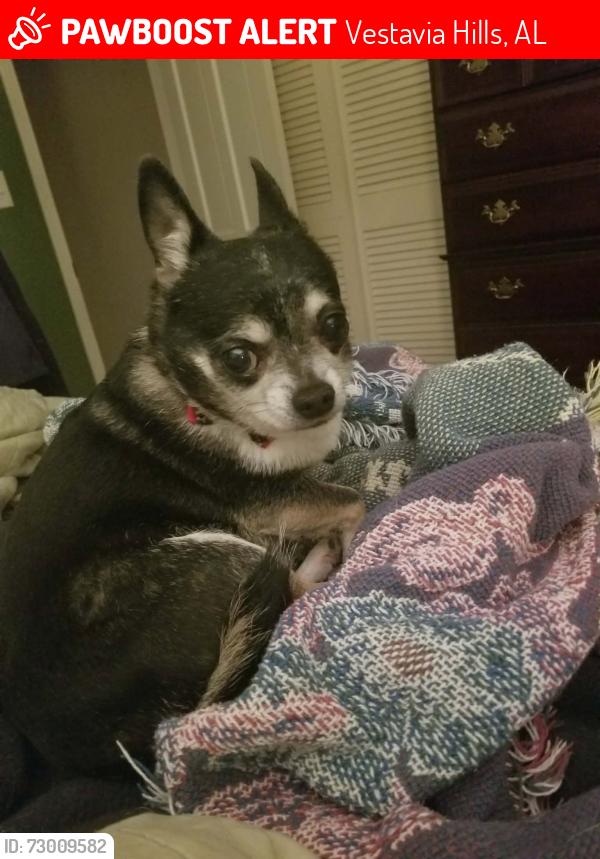 Lost Female Dog last seen Miss Myra's BBQ, The Summit, CVS, Cahaba Heights Road, Vestavia Hills, AL 35243