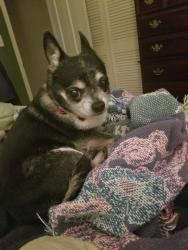 Lost Female Dog last seen Miss Myra's BBQ, The Summit, CVS, Cahaba Heights Road, Vestavia Hills, AL 35243