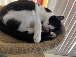 Lost Female Cat last seen 55th and Mozart St, Chicago, IL 60629