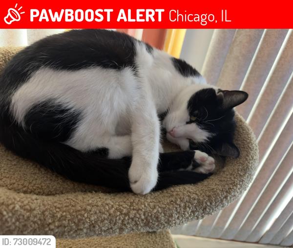 Lost Female Cat last seen 55th and Mozart St, Chicago, IL 60629