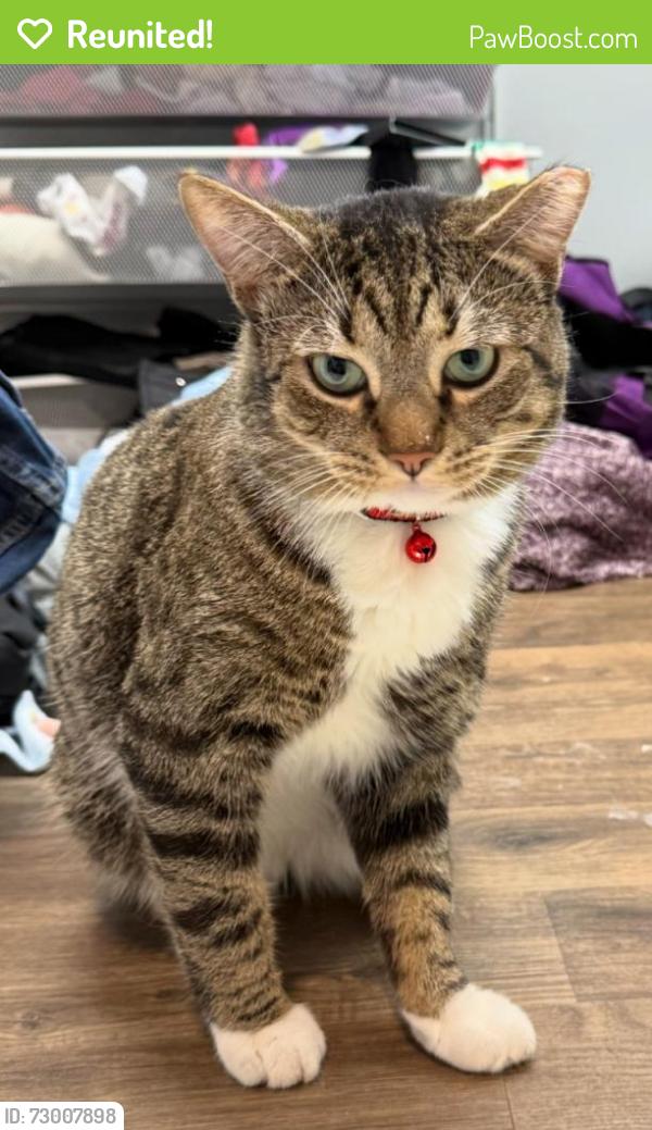 Reunited Male Cat last seen Rippling brook drive and bel pre drive , Silver Spring, MD 20906