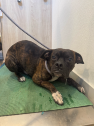 Reunited Male Dog last seen Cliff ave Louisville ky, Louisville, KY 40215