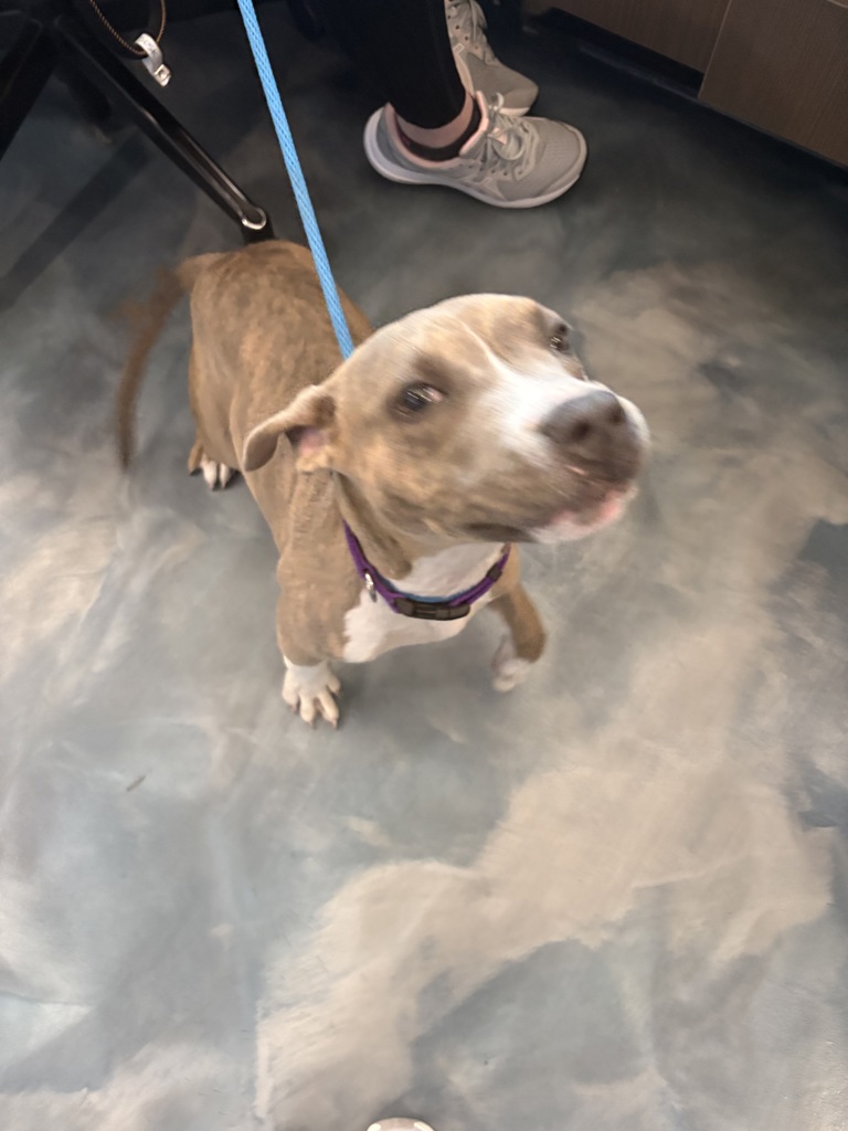 Shelter Stray Female Dog last seen Near Pontiac Trail, WIXOM, MI, 48393, 1200 N Telegraph Building 42E, Pontiac, MI 48340, USA