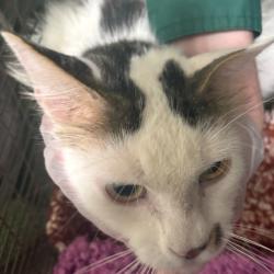 Shelter Stray Female Cat last seen Near 51st Street, DES MOINES, IA, 50312, Des Moines, IA 50313