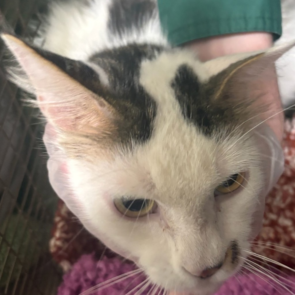 Shelter Stray Female Cat last seen Near 51st Street, DES MOINES, IA, 50312, Des Moines, IA 50313