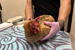 Shelter Stray Female Bird last seen Thorn Street, San Diego, CA, 92105, El Cajon, CA 92020, USA