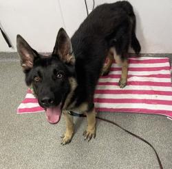 Shelter Stray Male Dog last seen Citracado, Escondido, CA, 92029, Escondido, CA 92027, USA