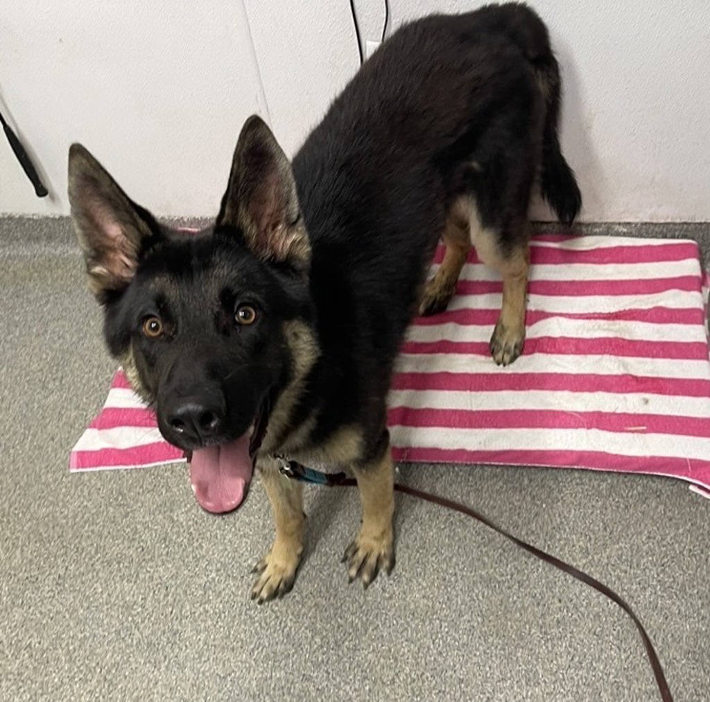Shelter Stray Male Dog last seen Citracado, Escondido, CA, 92029, Escondido, CA 92027, USA