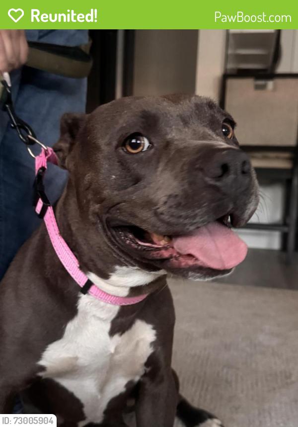 Reunited Female Dog last seen State and Idyllwild , San Jacinto, CA 92583