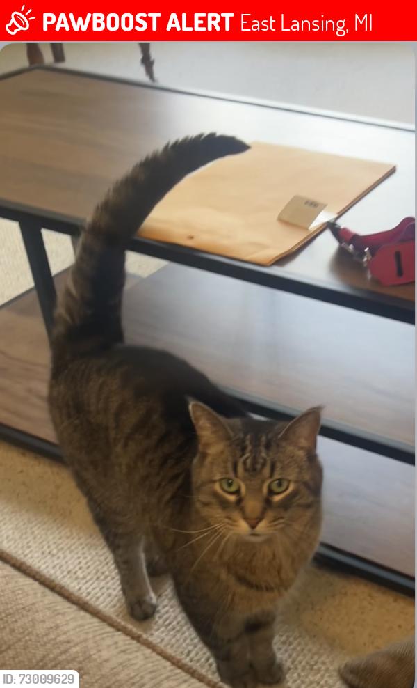 Lost Male Cat last seen Saginaw st. & Hagadorn, East Lansing, MI 48823