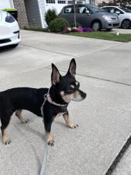 Found/Stray Female Dog last seen North Salem street, Apex, NC 27523