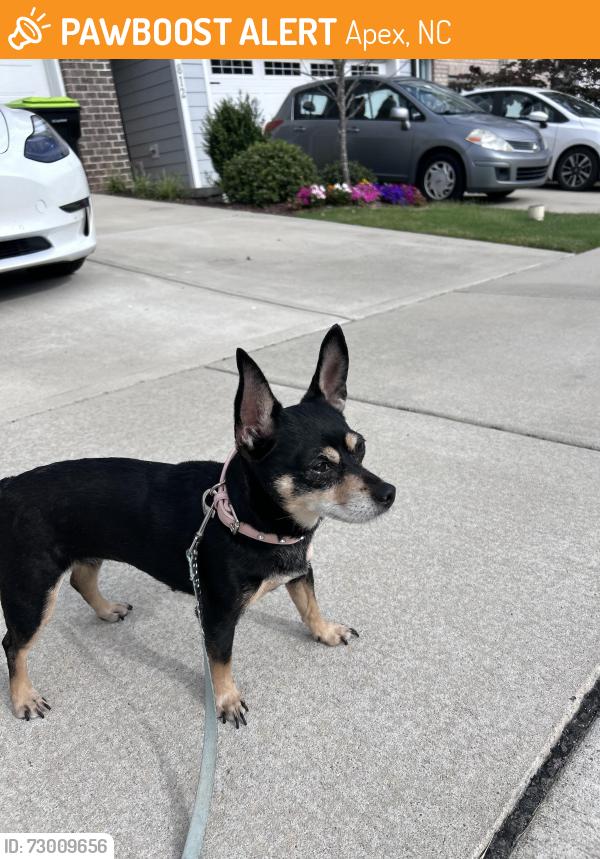 Found/Stray Female Dog last seen North Salem street, Apex, NC 27523