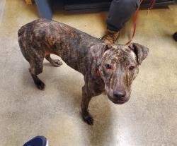 Shelter Stray Female Dog last seen Near Warmlands Avenue, Vista, CA, 92084, Oceanside, CA 92058, USA