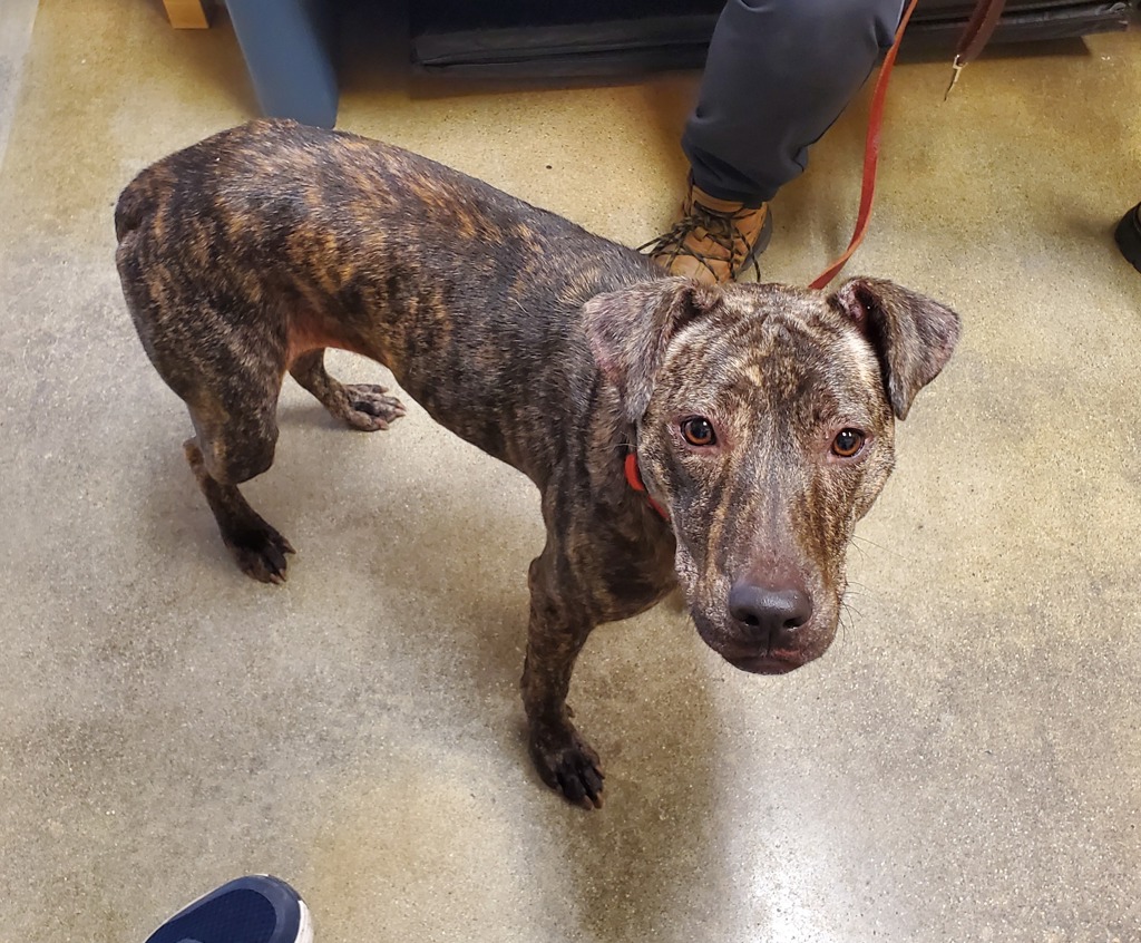 Shelter Stray Female Dog last seen Near Warmlands Avenue, Vista, CA, 92084, Oceanside, CA 92058, USA