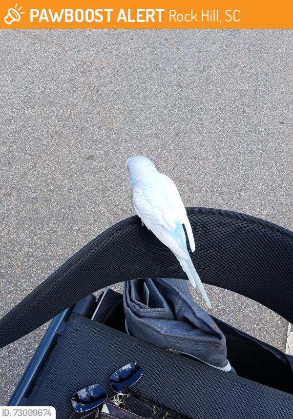 Found/Stray Unknown Bird last seen Cherry road, Rock Hill, SC 29730
