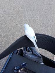 Found/Stray Unknown Bird last seen Cherry road, Rock Hill, SC 29730