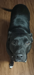 Lost Male Dog last seen Elizabeth Ave, Wichita Falls, TX 76301