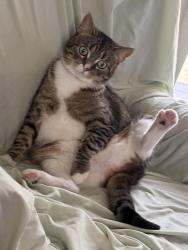 Lost Female Cat last seen Harrow Ave s, Cottage Grove, MN 55016