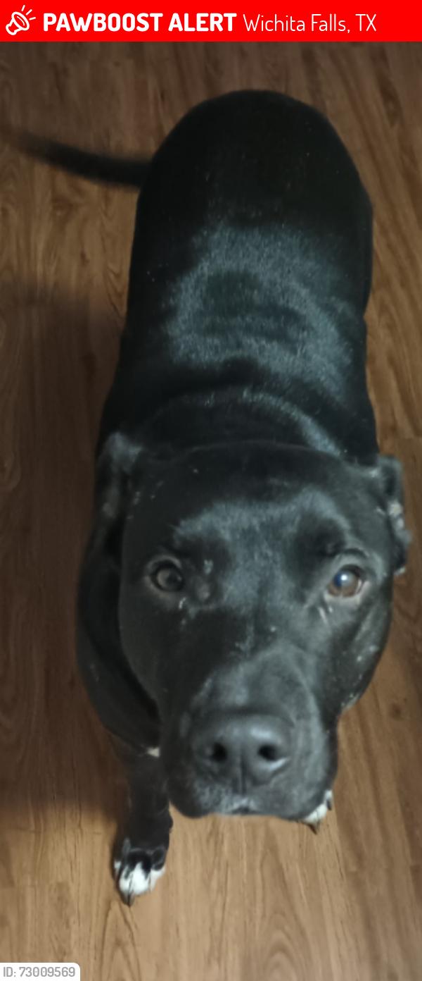Lost Male Dog last seen Elizabeth Ave, Wichita Falls, TX 76301
