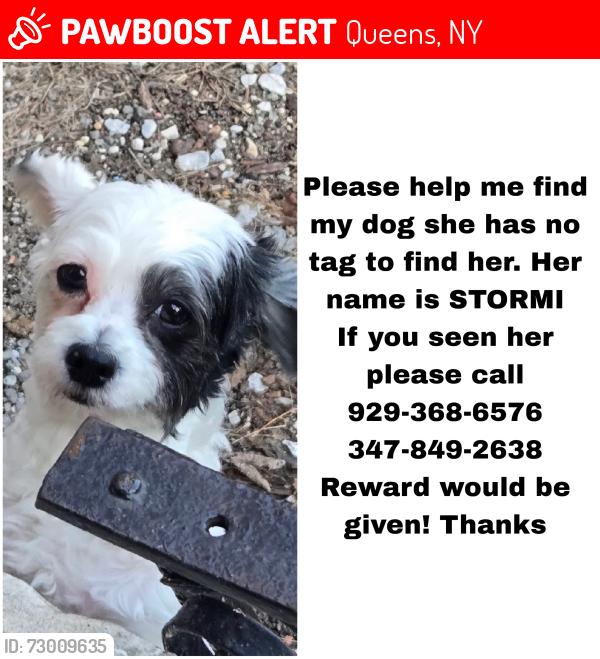 Lost Female Dog last seen East Elmhurst  , Queens, NY 11369