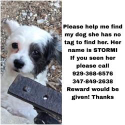 Lost Female Dog last seen East Elmhurst  , Queens, NY 11369