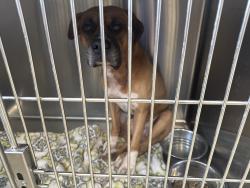Found/Stray Male Dog last seen Yao Animal hosp, Miami, FL 33138