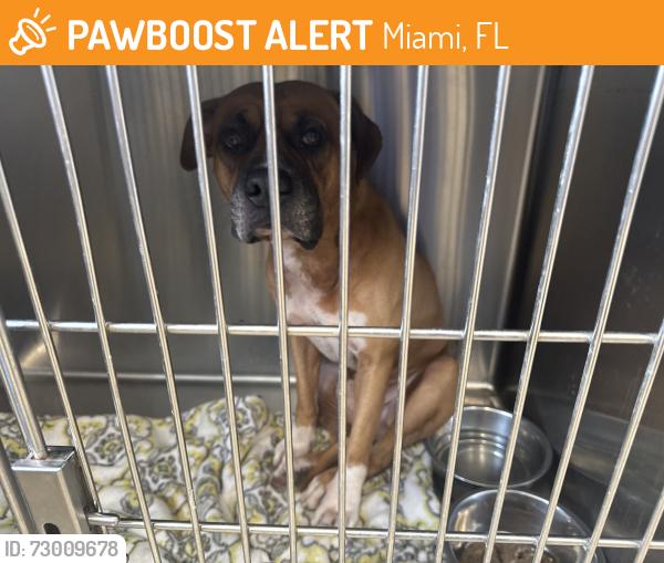 Found/Stray Male Dog last seen Yao Animal hosp, Miami, FL 33138