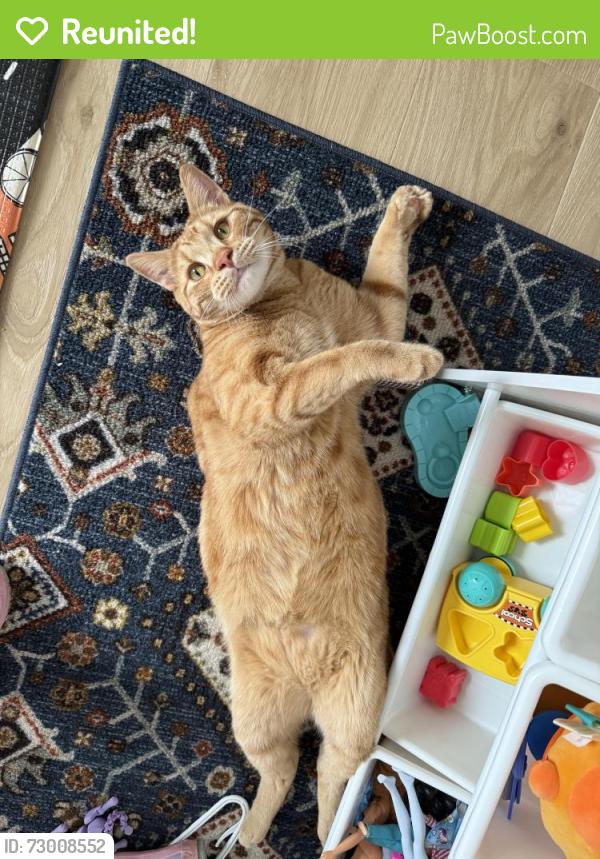 Reunited Male Cat last seen Braemar street, Kelowna, BC V1Y 3X3
