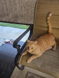 Found/Stray Unknown Cat last seen Foxfire St. and Sun City Blvd. Menifee, Menifee, CA 92586