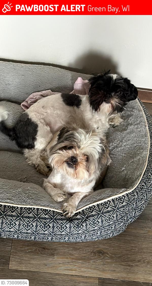 Lost Female Dog last seen Near South Fisk cerca del banco BMO y tienda ALDI, Green Bay, WI 54303