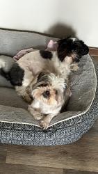 Lost Female Dog last seen Near South Fisk cerca del banco BMO y tienda ALDI, Green Bay, WI 54303