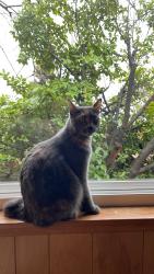 Lost Female Cat last seen Orrin Dr, Auburn, CA 95603