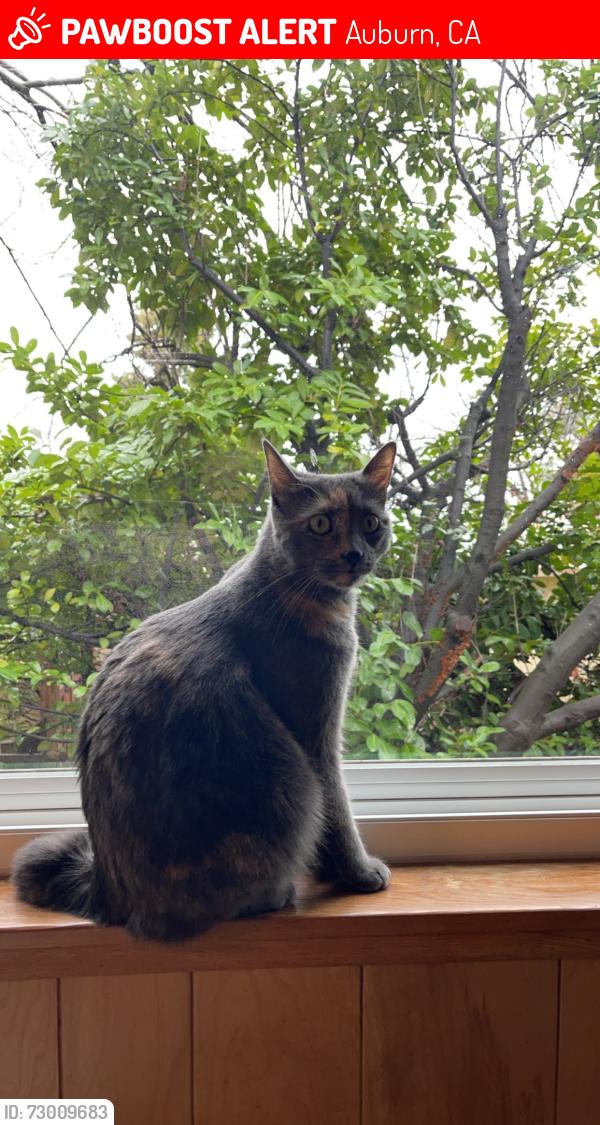 Lost Female Cat last seen Orrin Dr, Auburn, CA 95603
