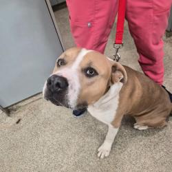 Shelter Stray Male Dog last seen , 8464 Beach Blvd, Jacksonville, FL 32216, USA