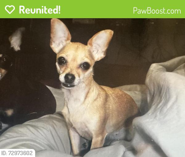 Reunited Female Dog last seen Trinity Rd, Piñon Hills, CA 92372, USA, Piñon Hills, CA 92372