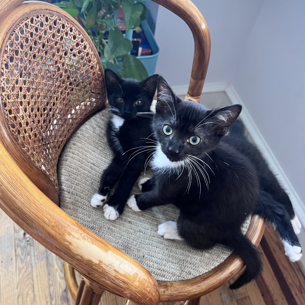 Shelter Stray Female Cat last seen , Animal Care & Control Team of Philly, 111 W Hunting Park Ave, Philadelphia, PA 19140, USA