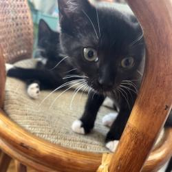 Shelter Stray Female Cat last seen , Animal Care & Control Team of Philly, 111 W Hunting Park Ave, Philadelphia, PA 19140, USA