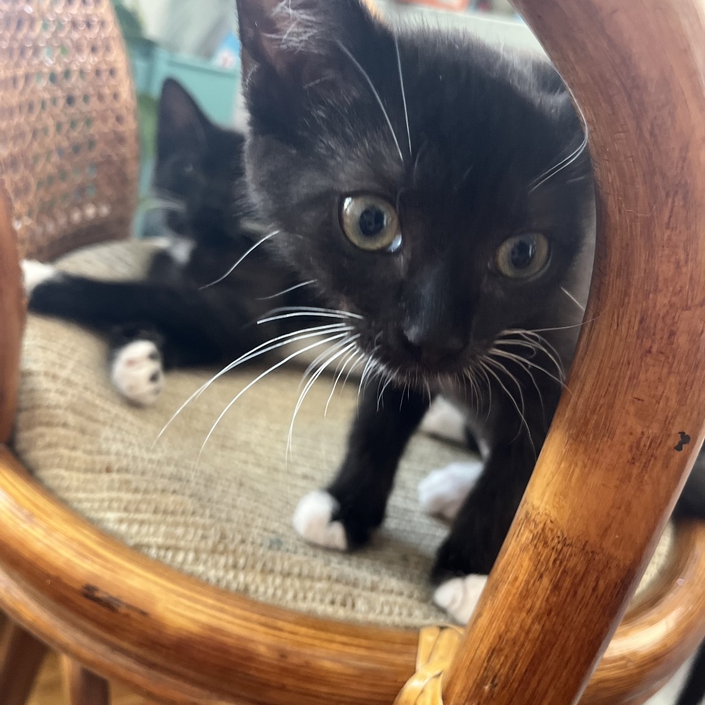 Shelter Stray Female Cat last seen , Animal Care & Control Team of Philly, 111 W Hunting Park Ave, Philadelphia, PA 19140, USA