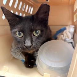 Shelter Stray Female Cat last seen , Animal Care & Control Team of Philly, 111 W Hunting Park Ave, Philadelphia, PA 19140, USA