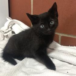 Shelter Stray Male Cat last seen , 2951 S 1st St, Cabot, AR 72023, USA