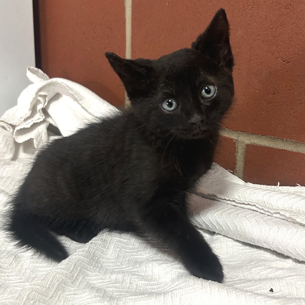Shelter Stray Male Cat last seen , 2951 S 1st St, Cabot, AR 72023, USA
